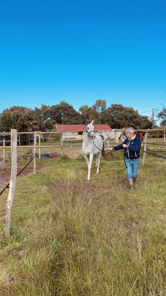 Gelding Zangersheide For sale 2022 Grey