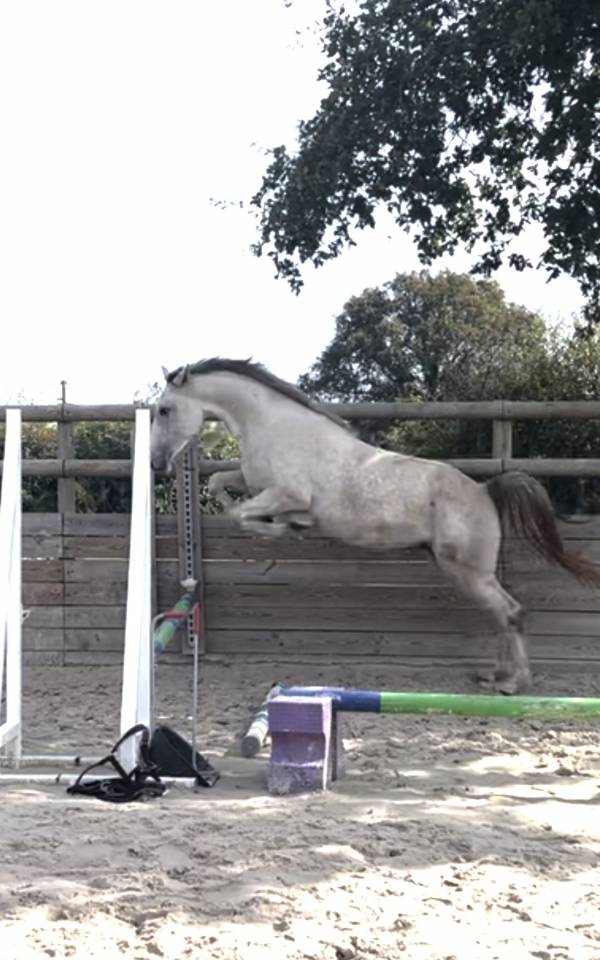 Gelding Zangersheide For sale 2022 Grey