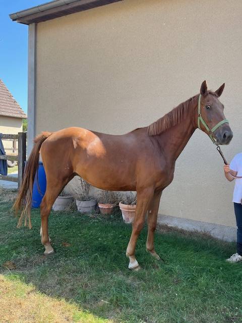 Gelding Selle Français For sale 2022 Chesnut