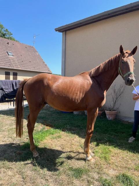 Gelding Selle Français For sale 2022 Chesnut