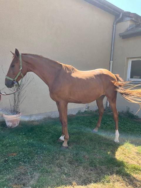 Gelding Selle Français For sale 2022 Chesnut