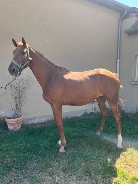 Gelding Selle Français For sale 2022 Chesnut