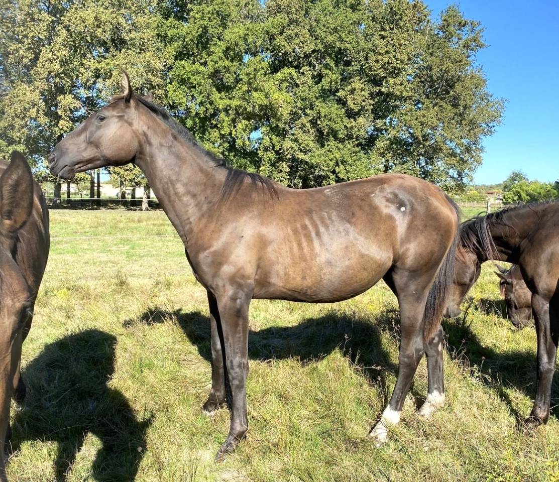 Mare Selle Français For sale 2023 Bay