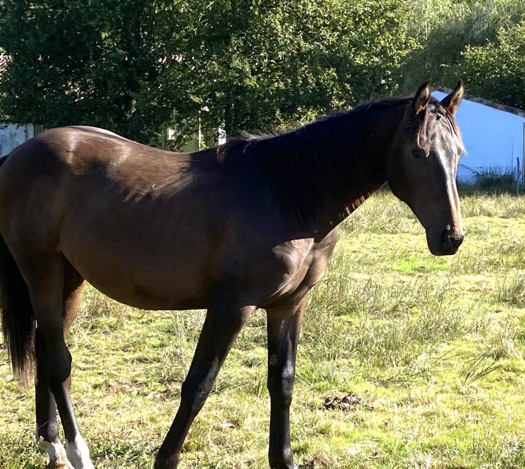Mare Selle Français For sale 2023 Bay
