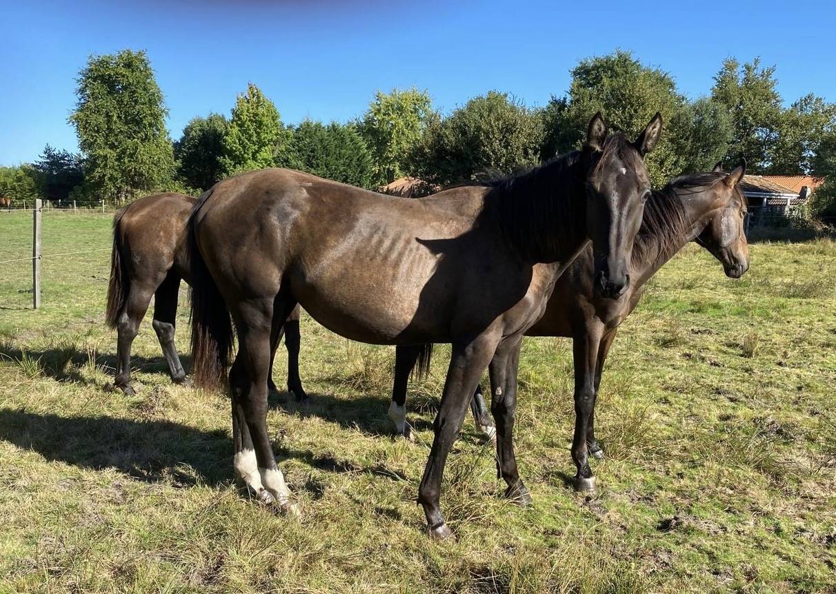 Mare Selle Français For sale 2023 Bay