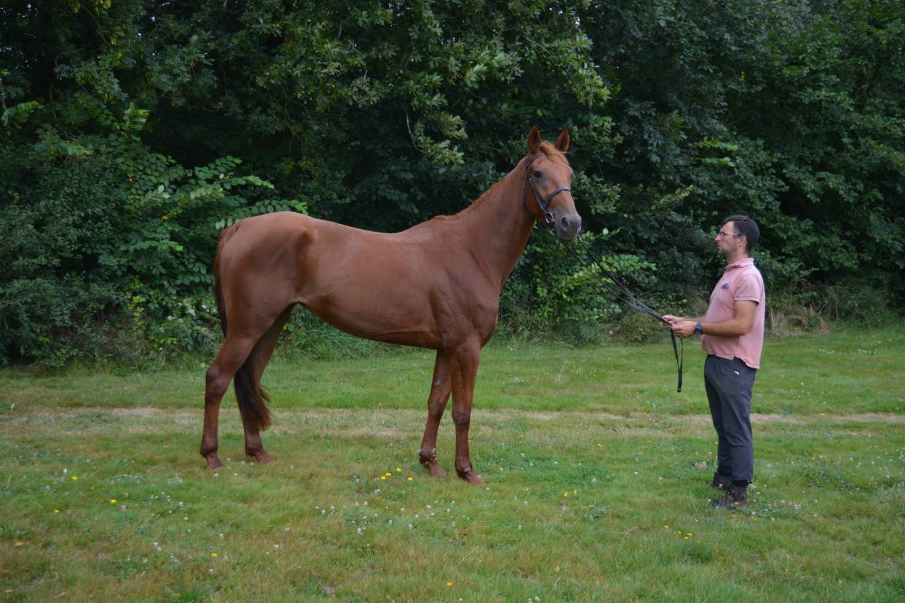 Mare French Trotter For sale 2021 Chesnut