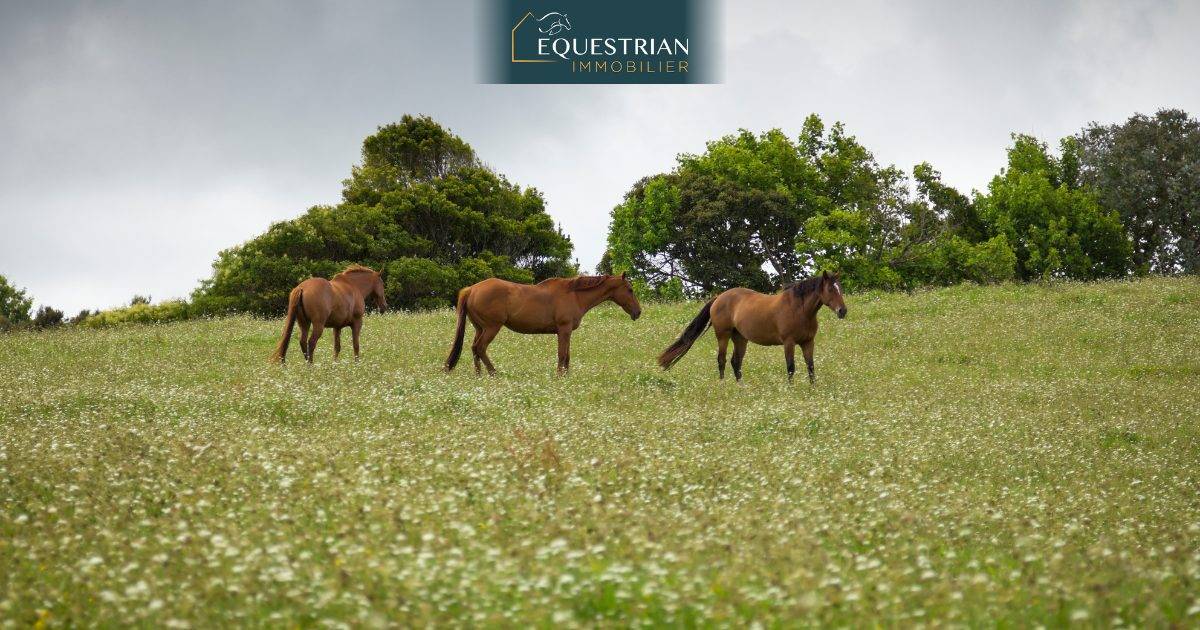 Equestrian property  Hautes-Alpes