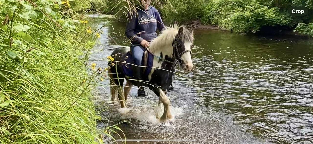 Gelding No Origin Recorded For sale 2015 Coloured