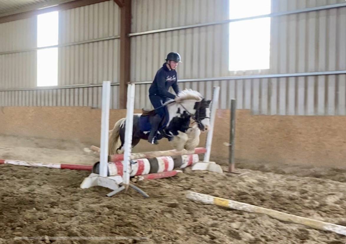 Gelding No Origin Recorded For sale 2015 Coloured