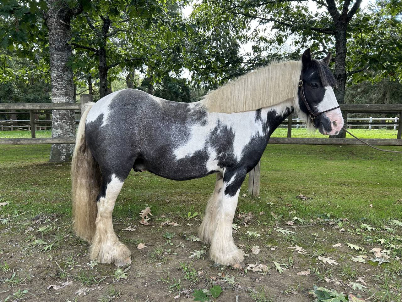 Gelding No Origin Recorded For sale 2015 Coloured