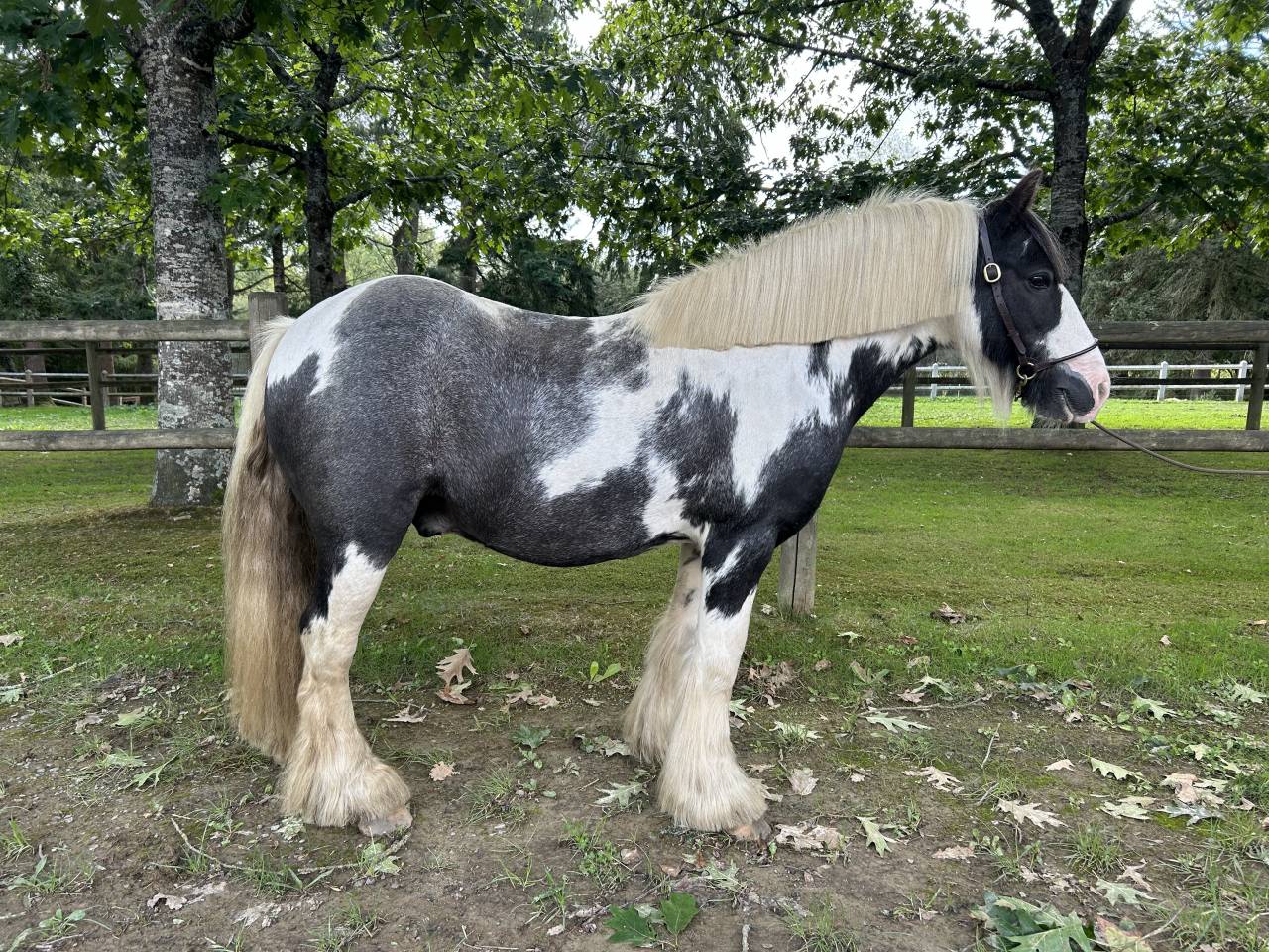 Gelding No Origin Recorded For sale 2015 Coloured