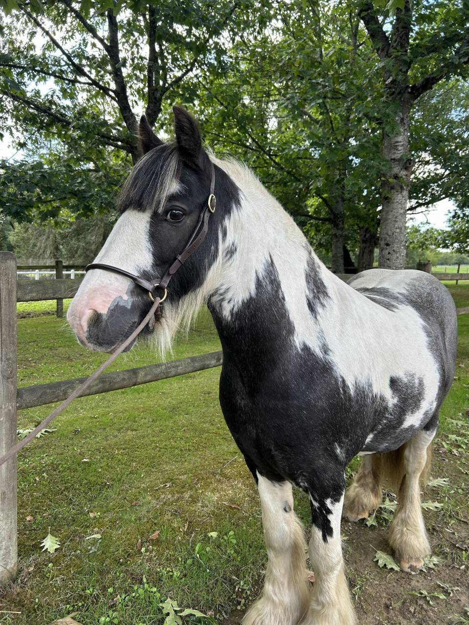 Gelding No Origin Recorded For sale 2015 Coloured