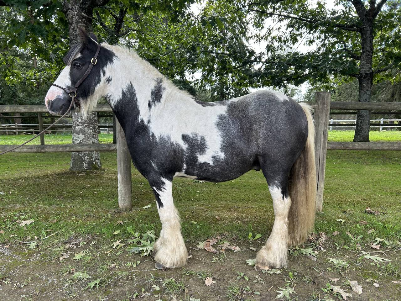 Gelding No Origin Recorded For sale 2015 Coloured