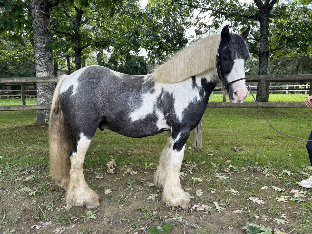 Gelding No Origin Recorded For sale 2015 Coloured