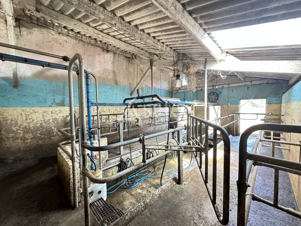 Dairy farm  Charente