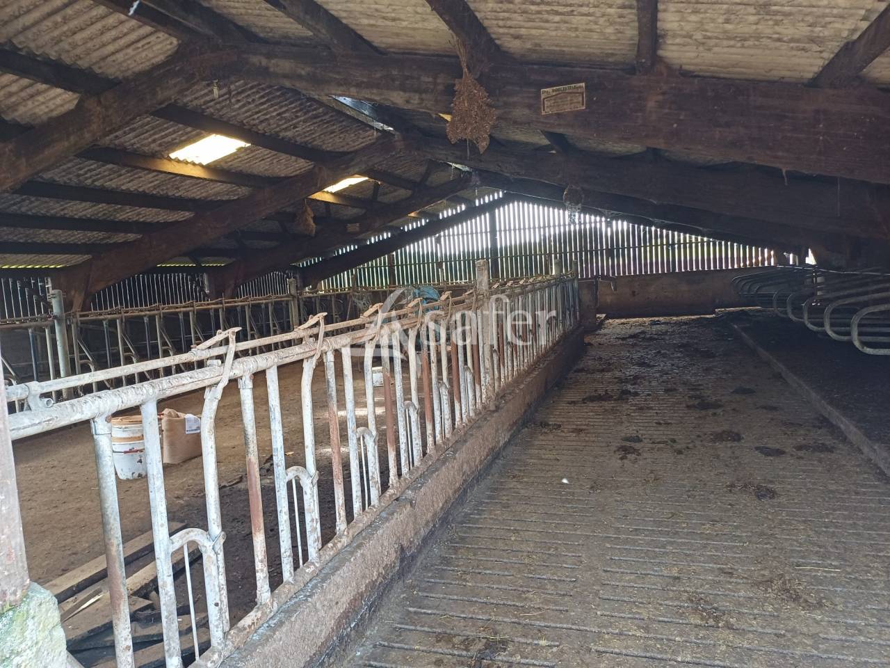 Dairy farm  Charente