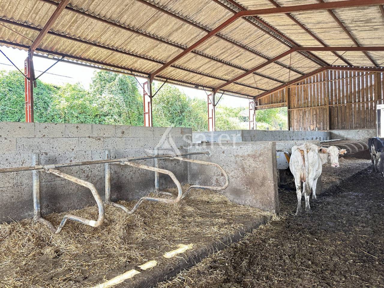 Dairy farm  Charente