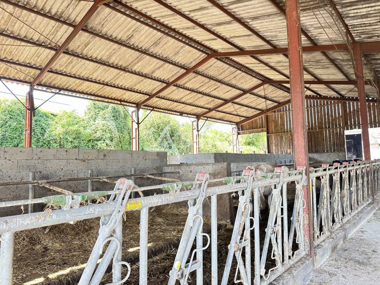 Dairy farm  Charente