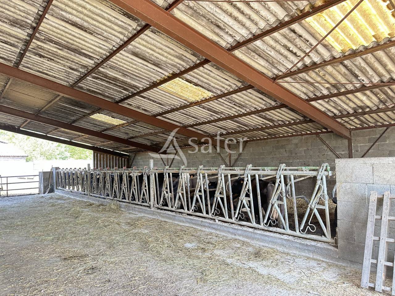 Dairy farm  Charente