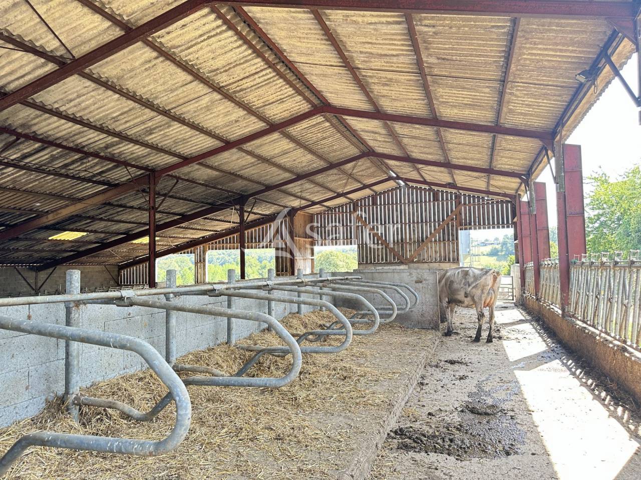 Dairy farm  Charente