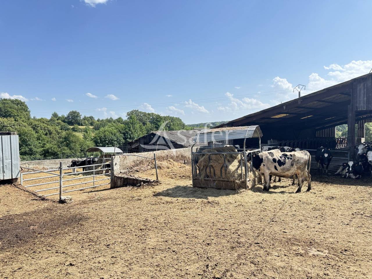 Dairy farm  Charente