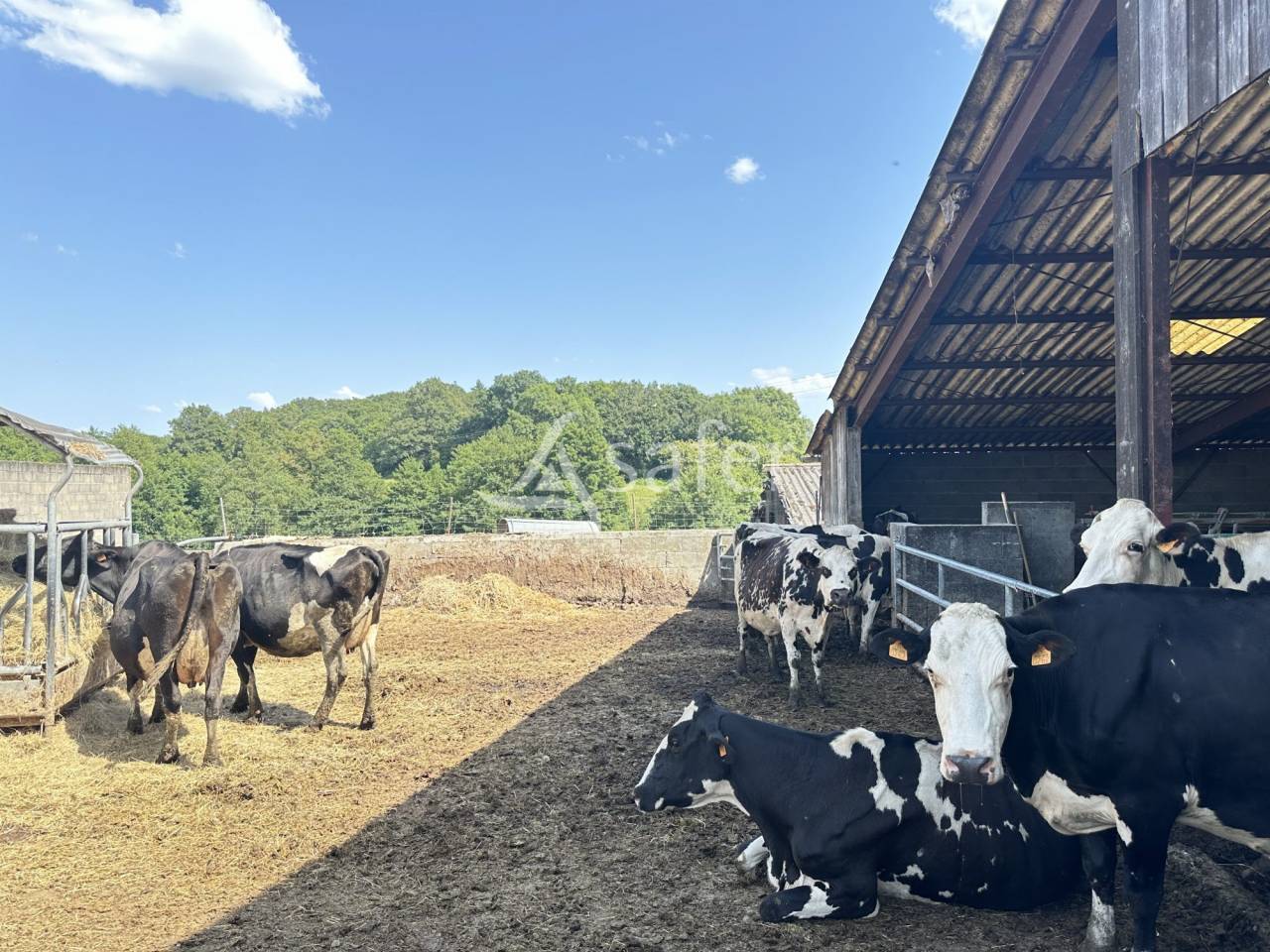 Dairy farm  Charente