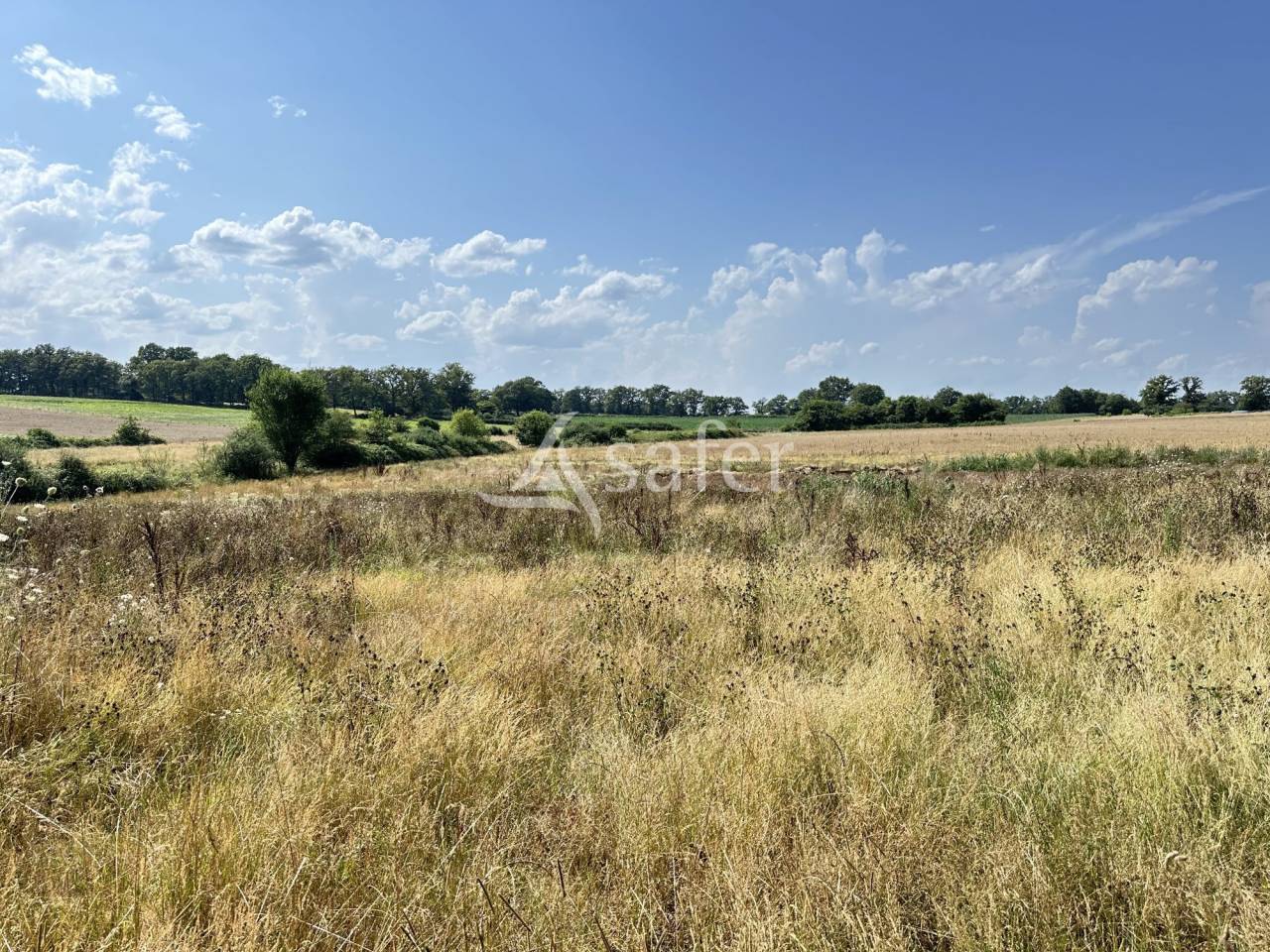 Dairy farm  Charente