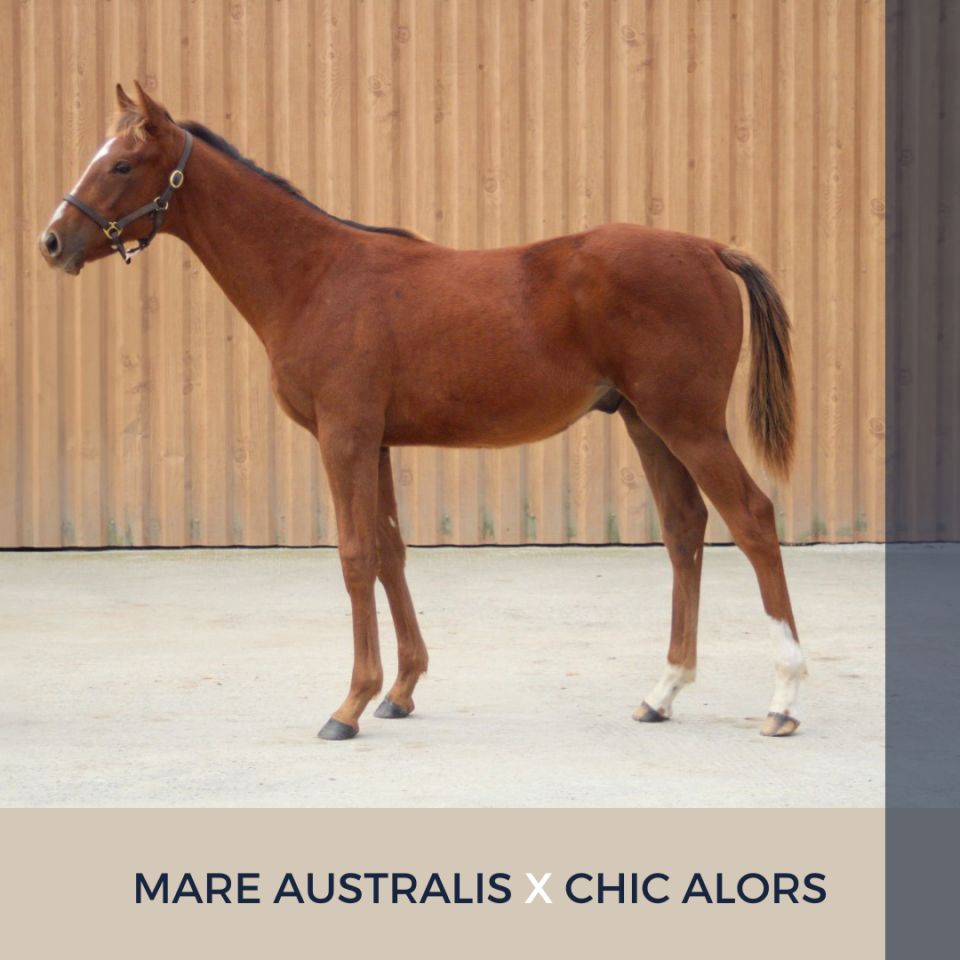 Colt Thoroughbred For sale 2024 Chesnut