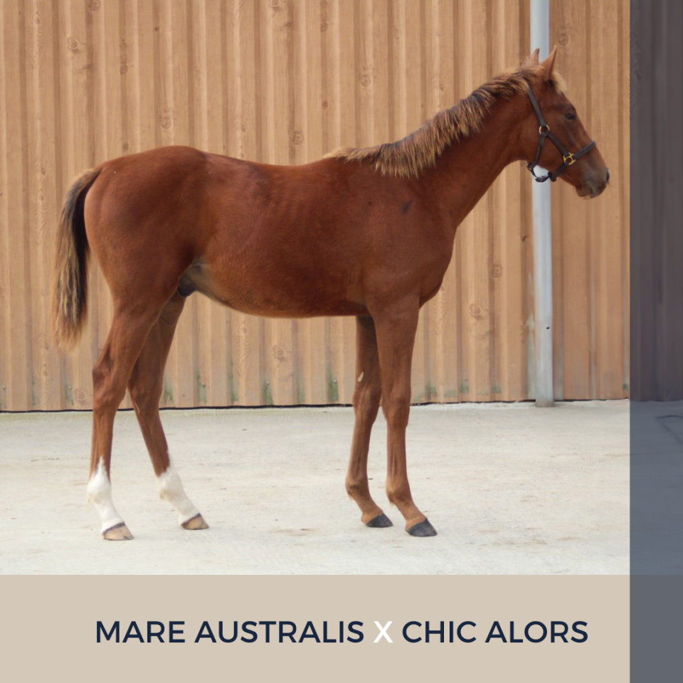 Colt Thoroughbred For sale 2024 Chesnut