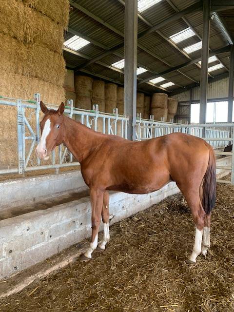 Gelding Selle Français For sale 2022 Chesnut