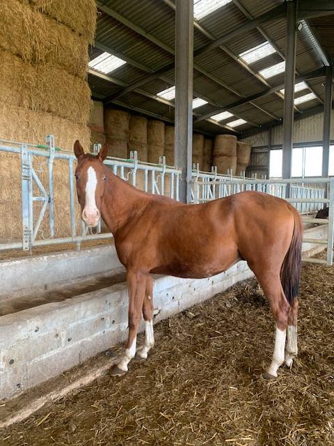 Gelding Selle Français For sale 2022 Chesnut