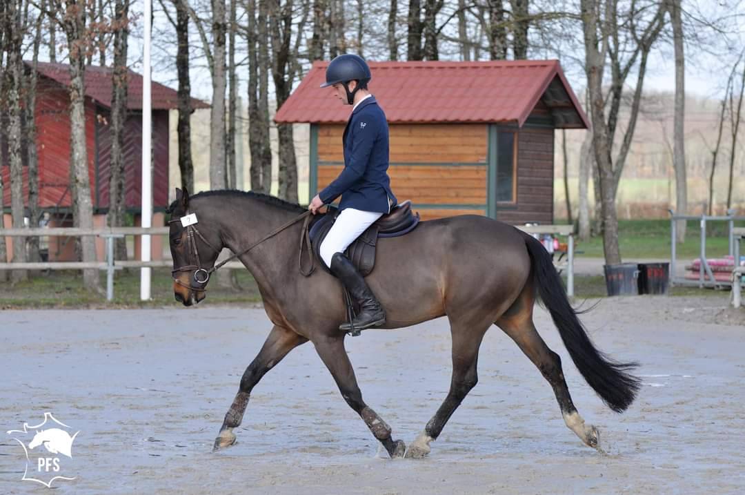 Vlashorst Arbalou - New Forest 2009 by Niloway Arbalou