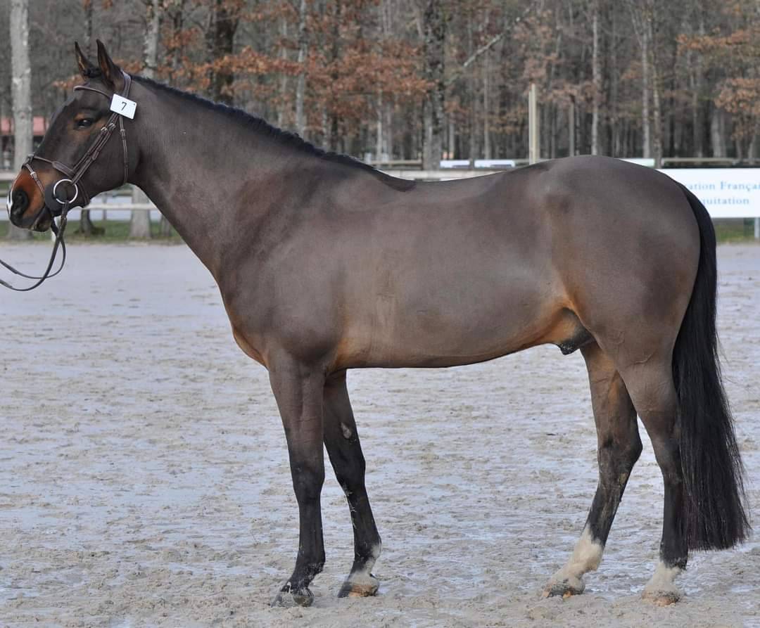 Vlashorst Arbalou - New Forest 2009 by Niloway Arbalou