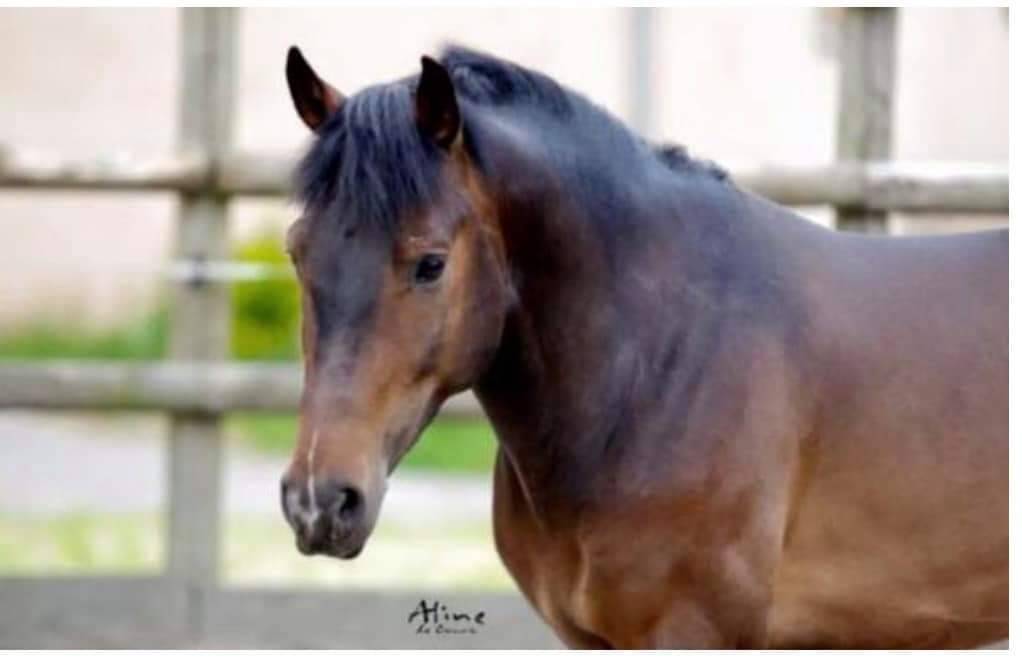 Vlashorst Arbalou - New Forest 2009 by Niloway Arbalou