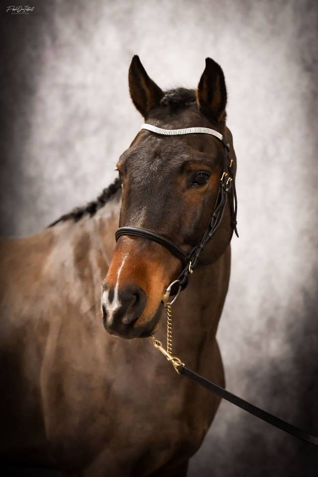 Vlashorst Arbalou - New Forest 2009 by Niloway Arbalou