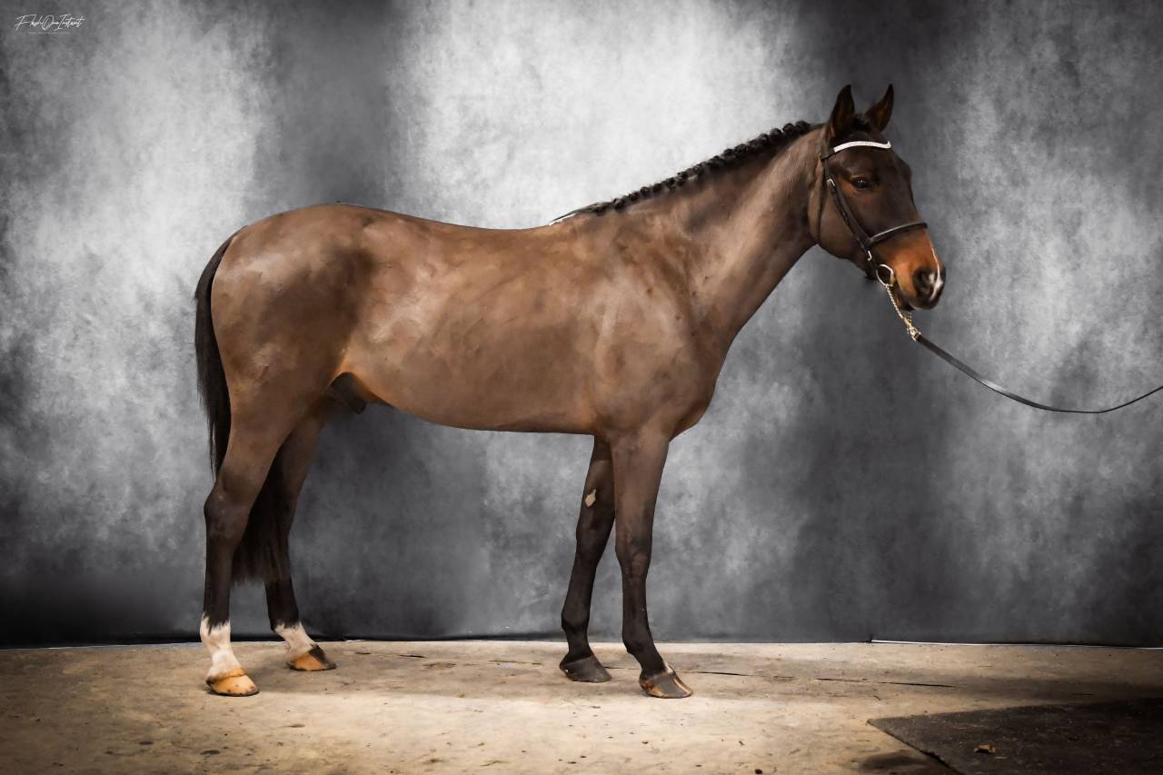 Vlashorst Arbalou - New Forest 2009 by Niloway Arbalou