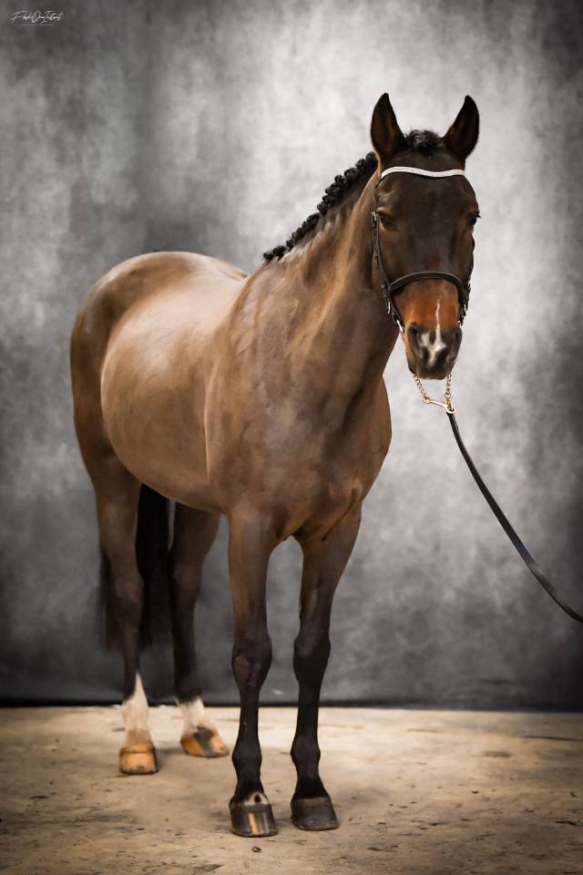 Vlashorst Arbalou - New Forest 2009 by Niloway Arbalou