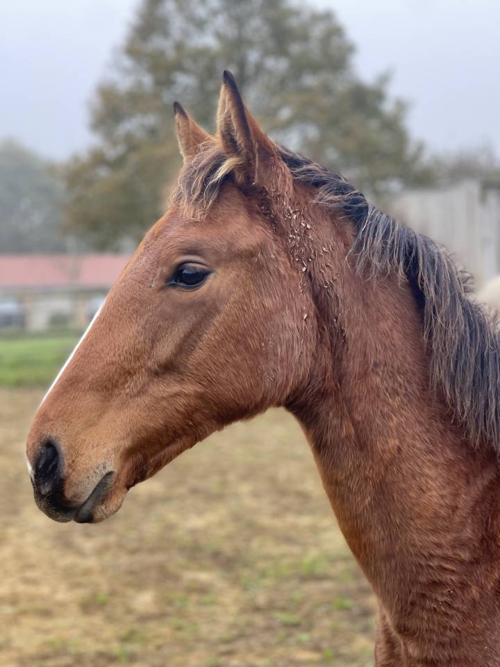 Mare Zangersheide For sale 2024 Bay