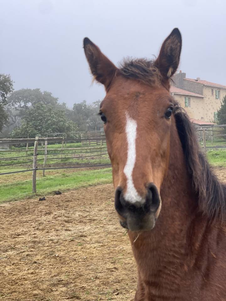 Mare Zangersheide For sale 2024 Bay