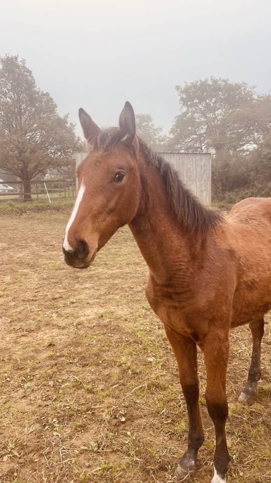 Mare Zangersheide For sale 2024 Bay