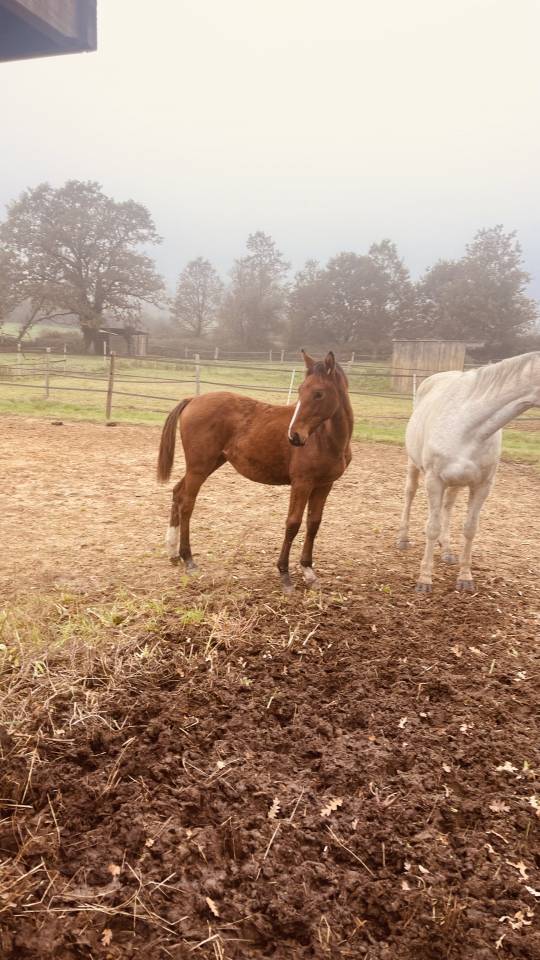 Mare Zangersheide For sale 2024 Bay