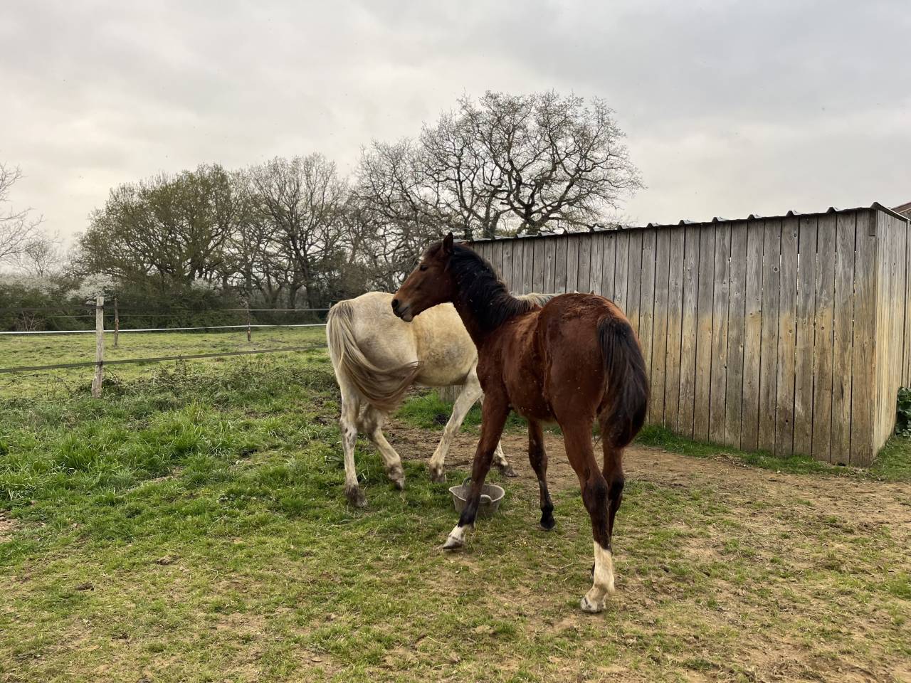 Mare Zangersheide For sale 2024 Bay