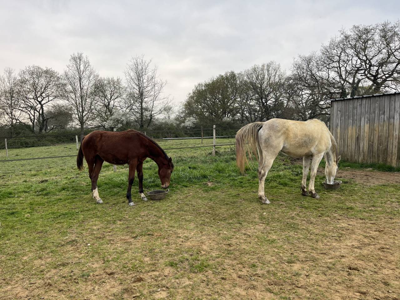 Mare Zangersheide For sale 2024 Bay