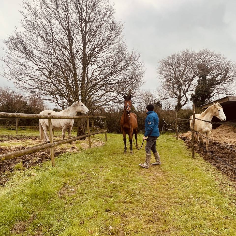 Mare Zangersheide For sale 2024 Bay