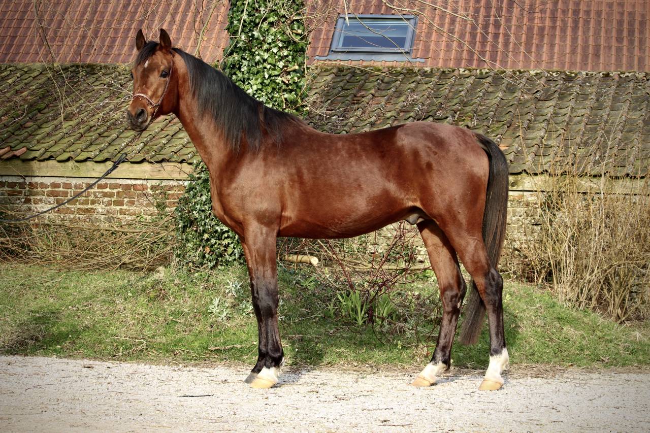 SHAH DJAHAN - Arabian 2009 by WH KANEKO MS