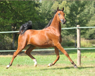 SHAH DJAHAN - Arabian 2009 by WH KANEKO MS