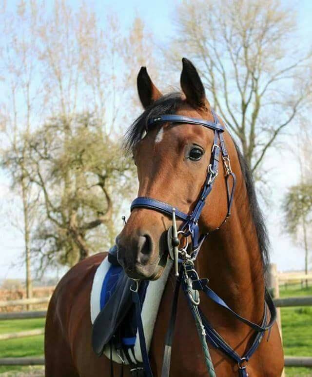 SHAH DJAHAN - Arabian 2009 by WH KANEKO MS