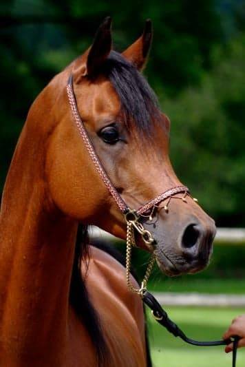 SHAH DJAHAN - Arabian 2009 by WH KANEKO MS