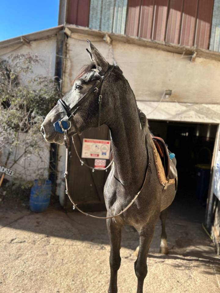 Gelding Zangersheide For sale 2021 Grey
