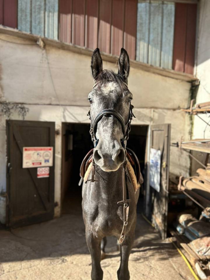 Gelding Zangersheide For sale 2021 Grey